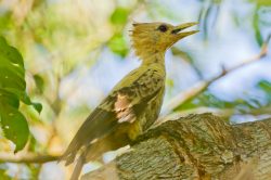 cream-coloured-woodpecker