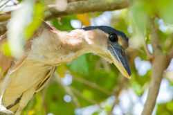 boat-billed-heron-2