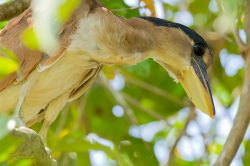 boat-billed-heron-3