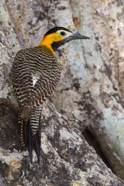 campo-flicker