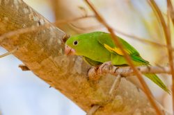 yellow-chevroned-parakeet-3