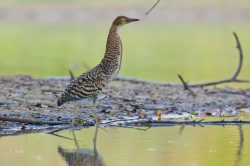 rufescent-tiger-heron-5