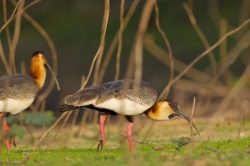 buff-necked-ibis-5