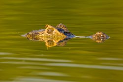 yacare-caiman-or-jacare-26