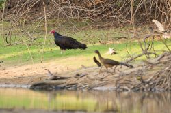 turkey-vulture