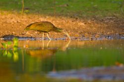 green-ibis-2