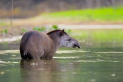 tapir-4