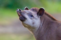tapir-7