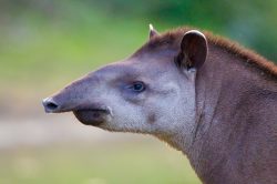 tapir-8