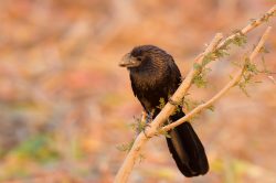 smooth-billed-ani-3