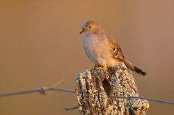 long-tailed-ground-dove-3