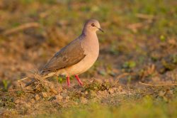 white-tipped-dove-5