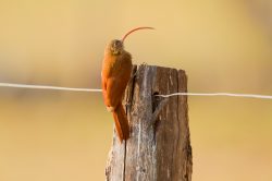red-billed-scythebill