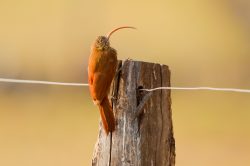 red-billed-scythebill-2