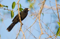 solitary-black-cacique-2