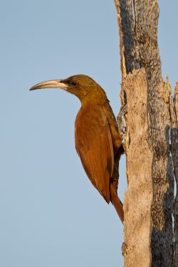 great-rufous-treecreeper