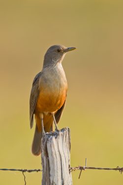 rufous-bellied-thrush-2