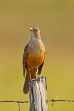rufous-bellied-thrush-3