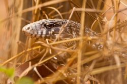 argentine-black-and-white-tegu