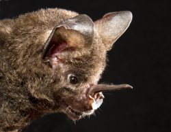 spear-nosed-bat