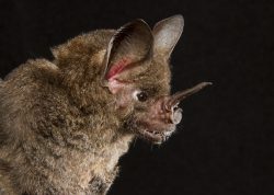 spear-nosed-bat-2