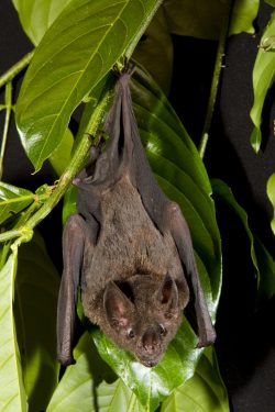 spear-nosed-bat-3