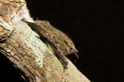 proboscis-bat