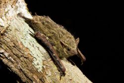 proboscis-bat-2