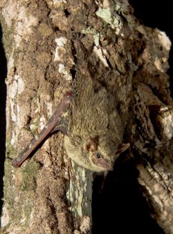 proboscis-bat-3