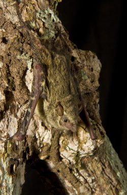 proboscis-bat-4