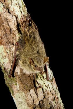 proboscis-bat-5