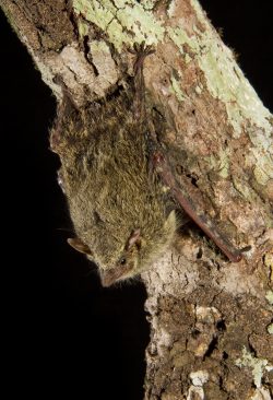 proboscis-bat-6