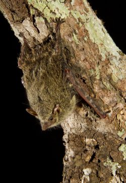 proboscis-bat-7