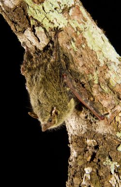 proboscis-bat-8