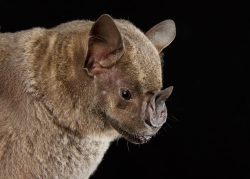 fruit-eating-bat