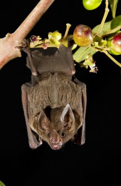 spear-nosed-bat-4