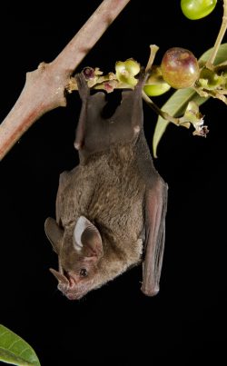spear-nosed-bat-5