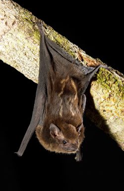 greater-white-lined-bat