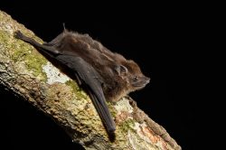 greater-white-lined-bat-2