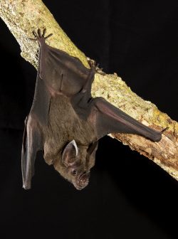 spear-nosed-bat-6