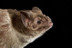 vampire-bat