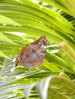 leafwing-butterfly