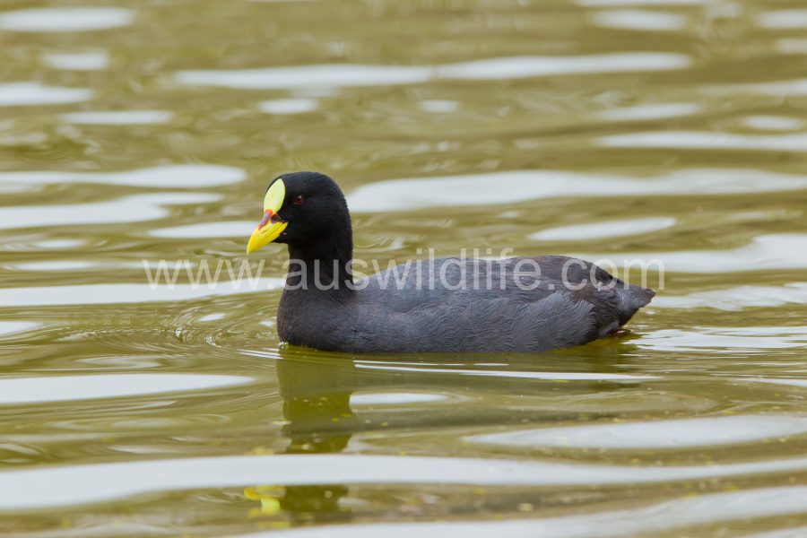 red-gartnered-coot