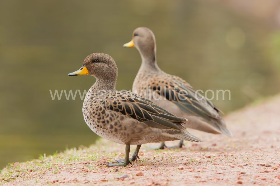 speckled-teal-duck-2