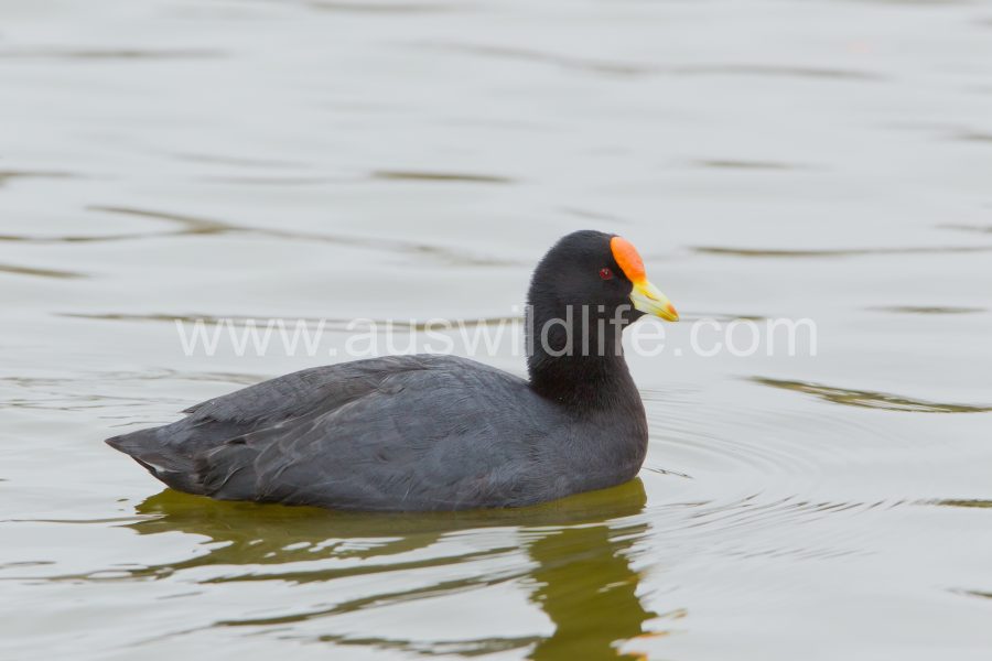 red-fronted-coot