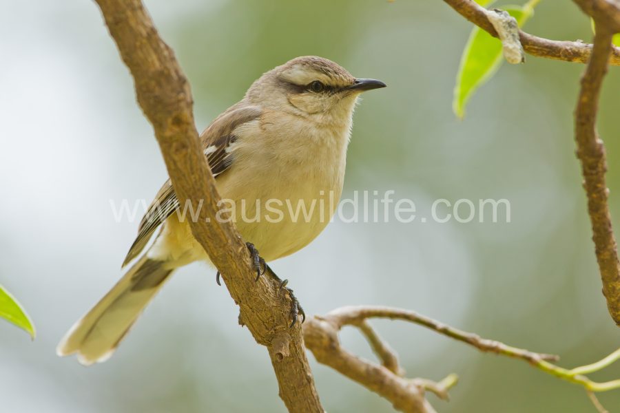 chalk-browed-mockingbird