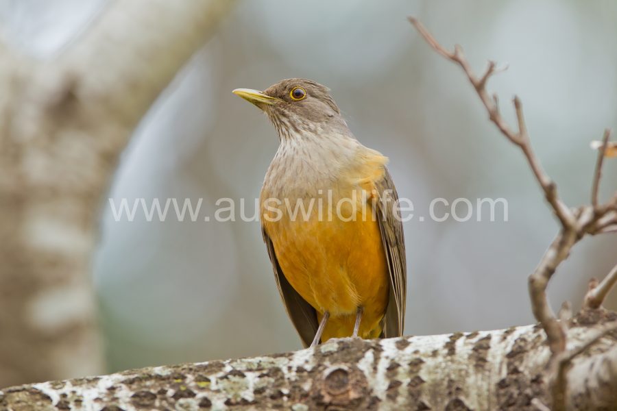 rufous-bellied-thrush
