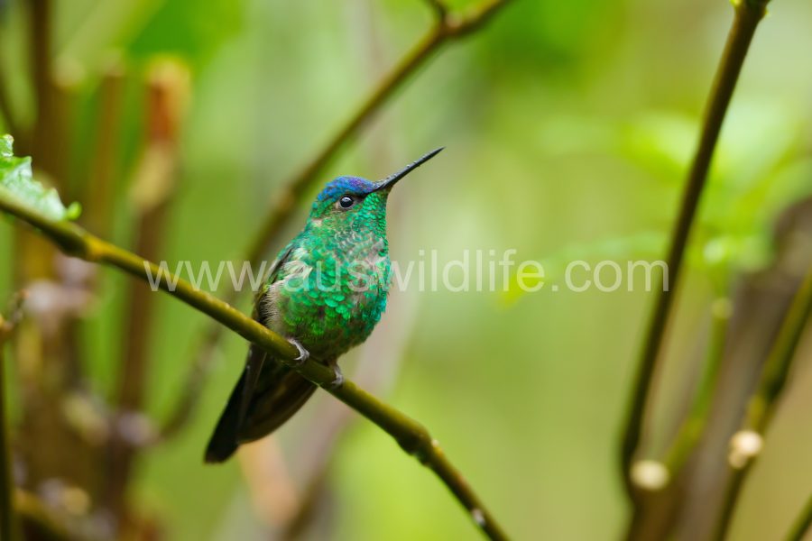 violet-capped-woodnymph-2