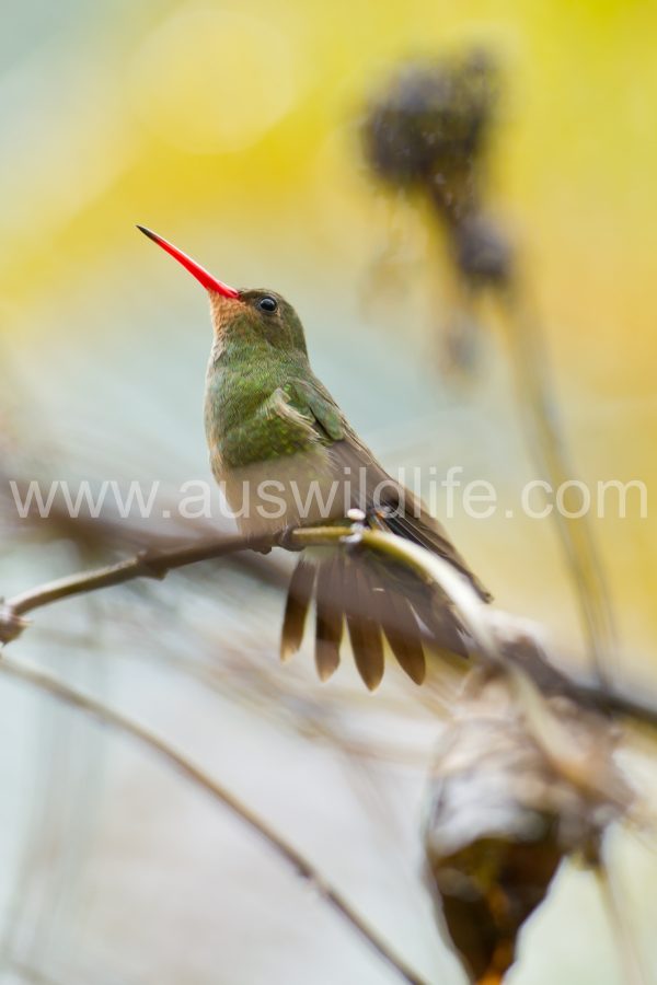 gilded-hummingbird