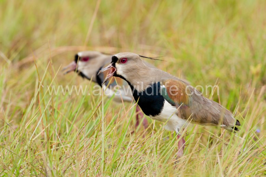 southern-lapwing-2